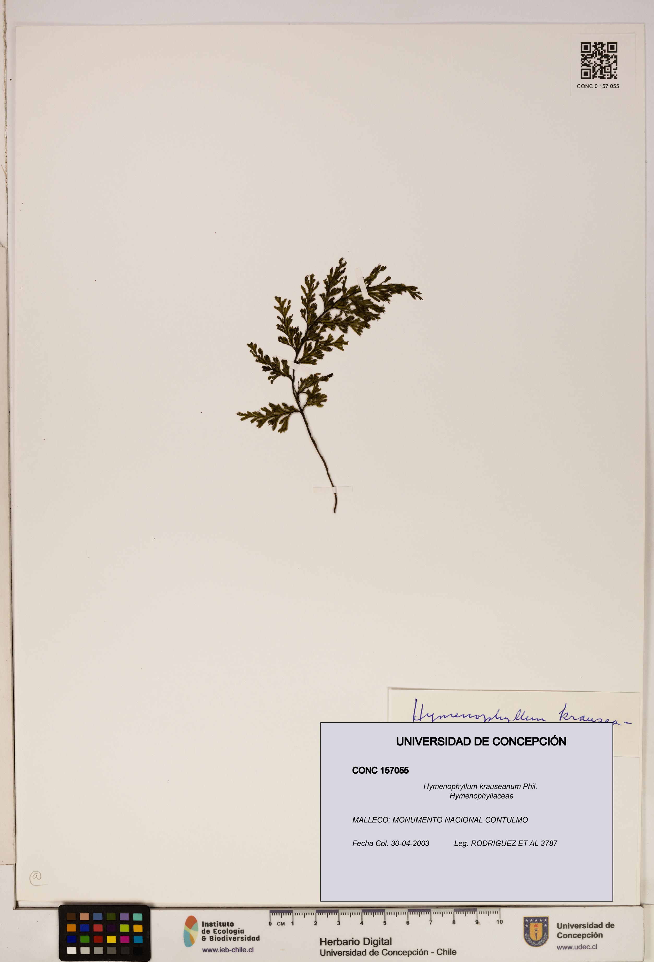 Hymenophyllum krauseanum [Espécimen: ]