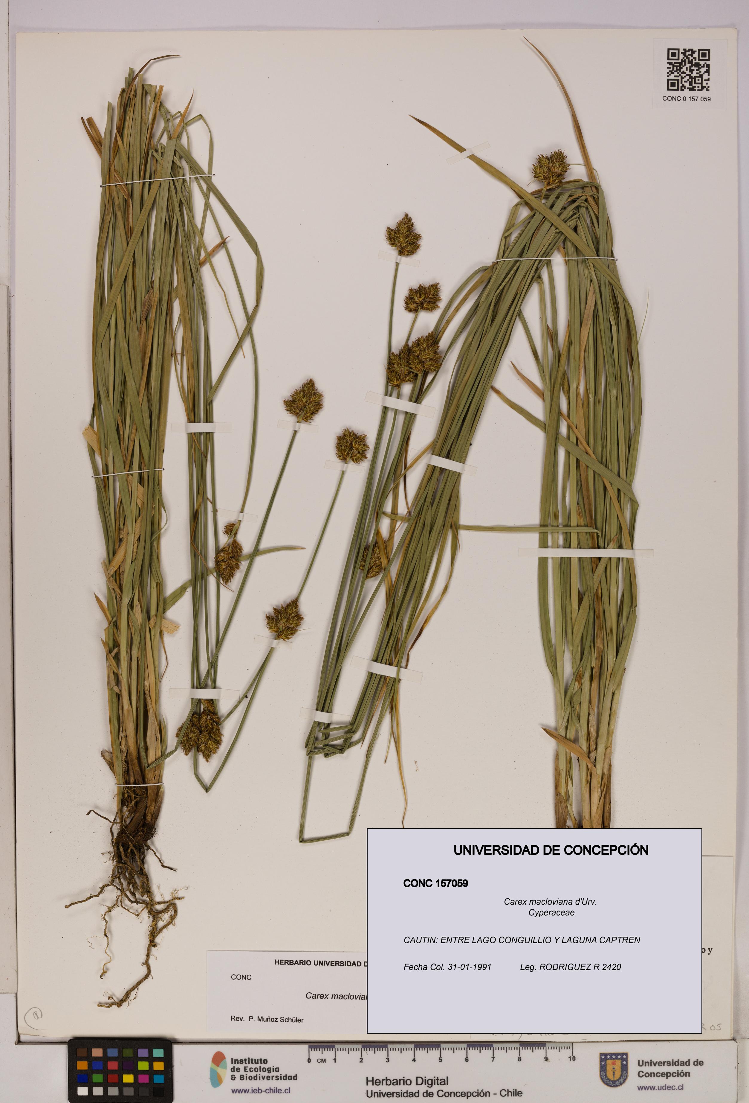 Carex macloviana [Espécimen: UDEC:CONC:0157059]