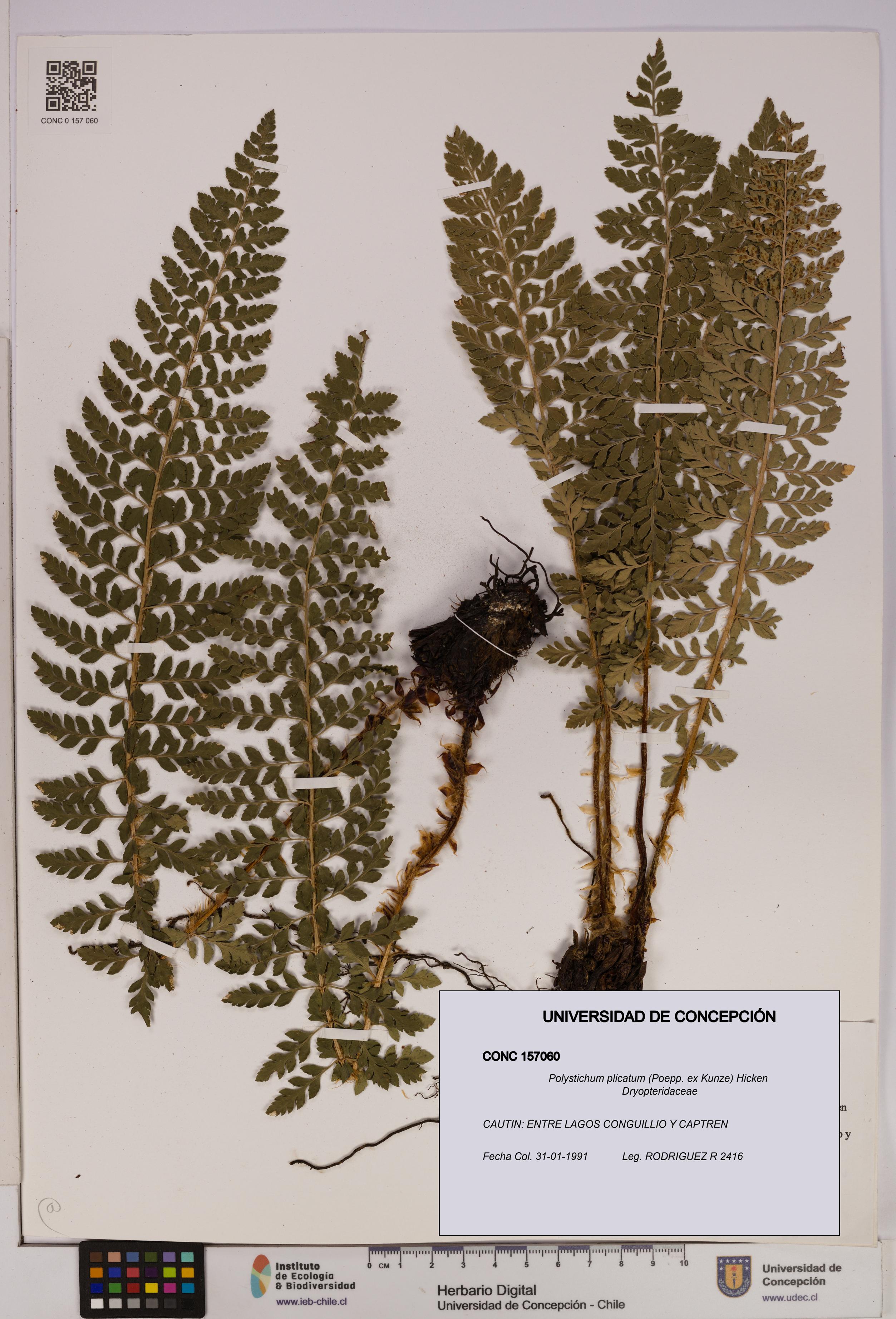 Polystichum plicatum [Espécimen: UDEC:CONC:0157060]