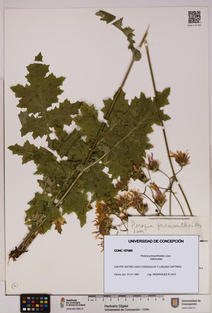 Perezia prenanthoides [Espécimen: UDEC:CONC:0157063]