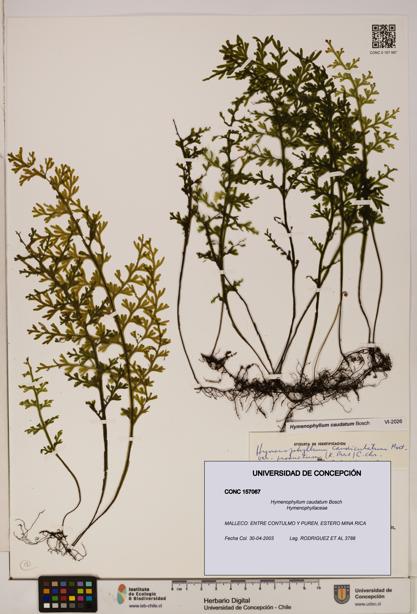 Hymenophyllum caudatum [Espécimen: UDEC:CONC:0157067]