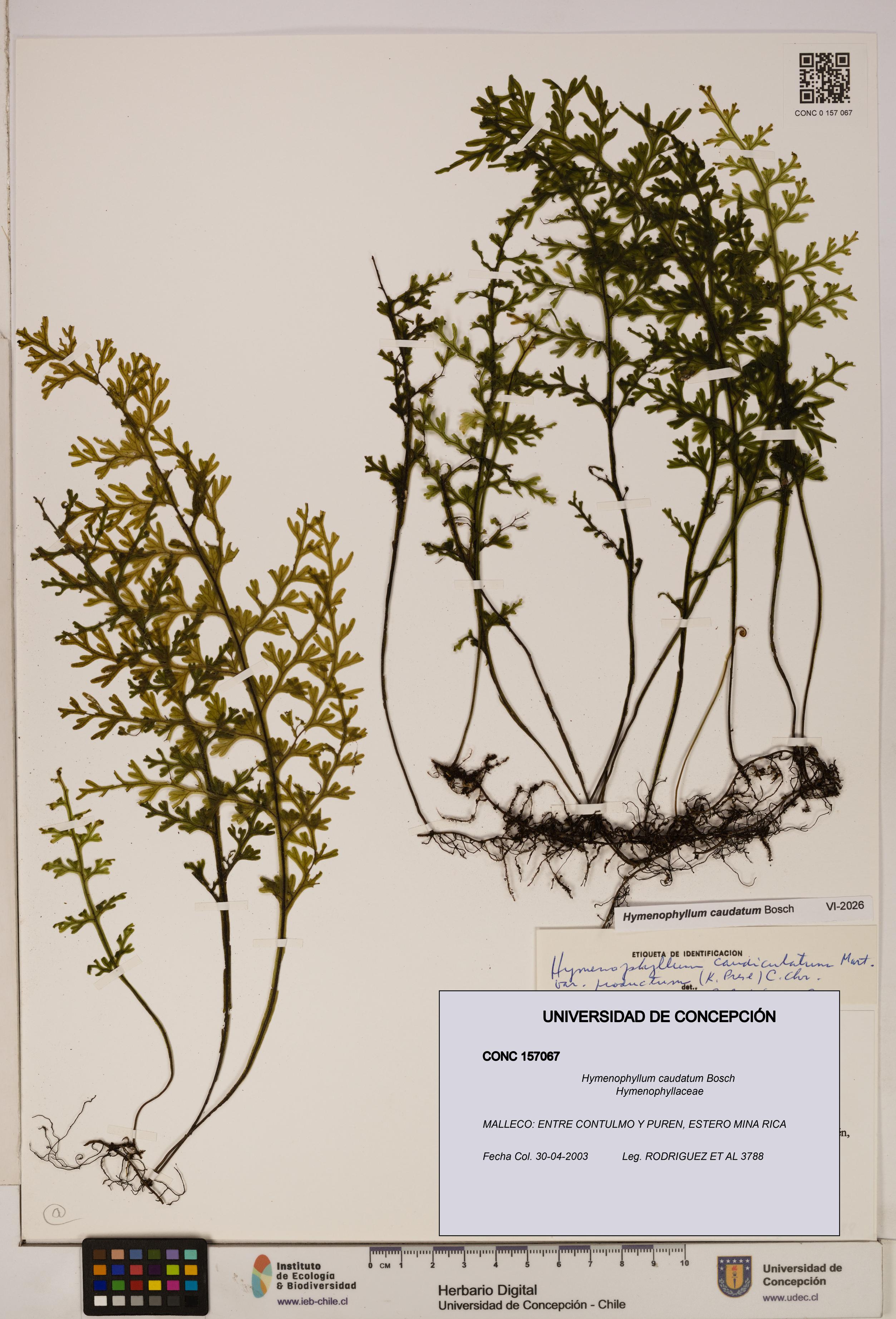 Hymenophyllum caudatum [Espécimen: UDEC:CONC:0157067]