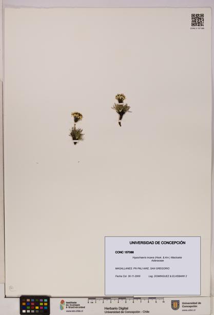 Hypochaeris incana [Espécimen: UDEC:CONC:0157088]