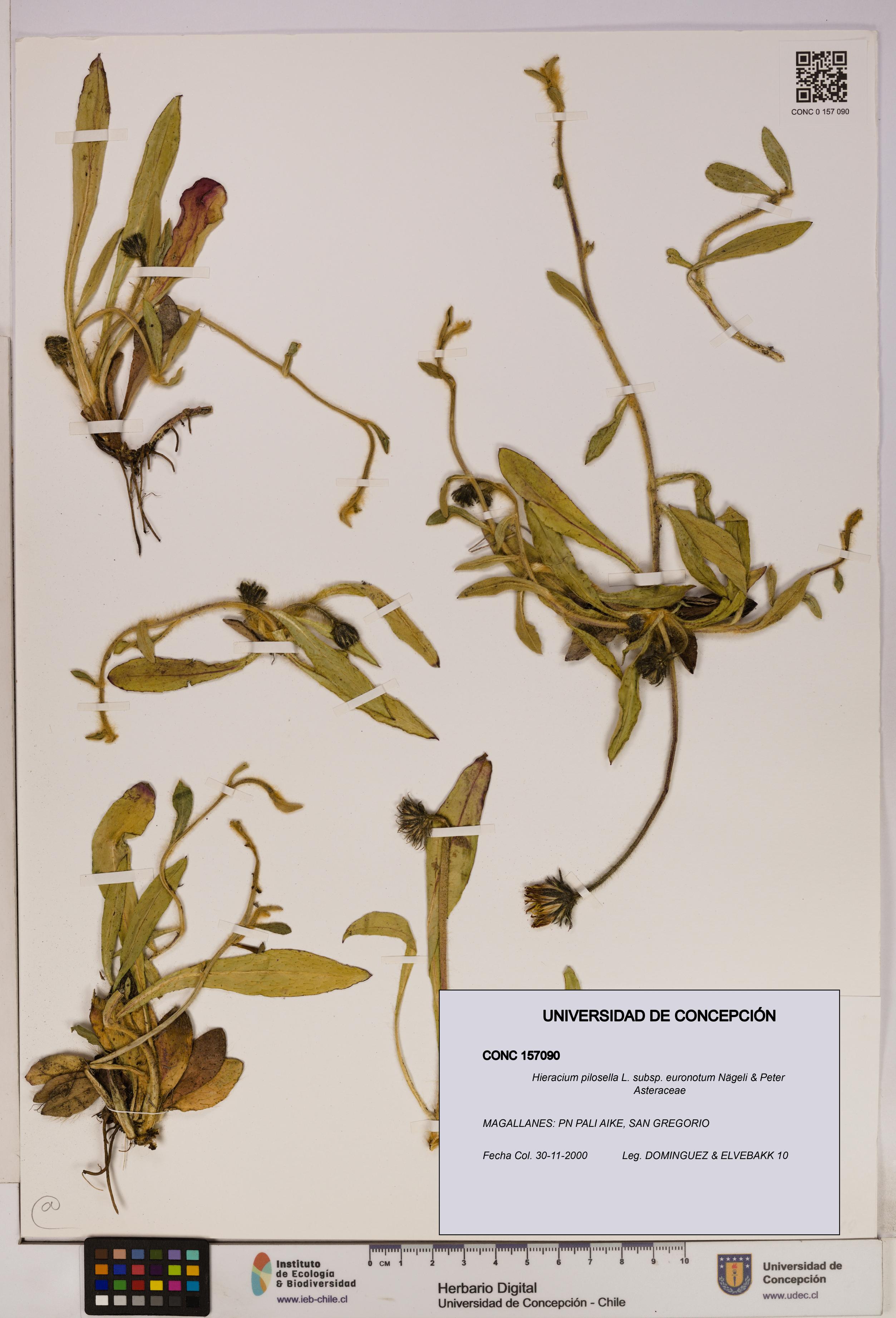Hieracium pilosella [Espécimen: UDEC:CONC:0157090]
