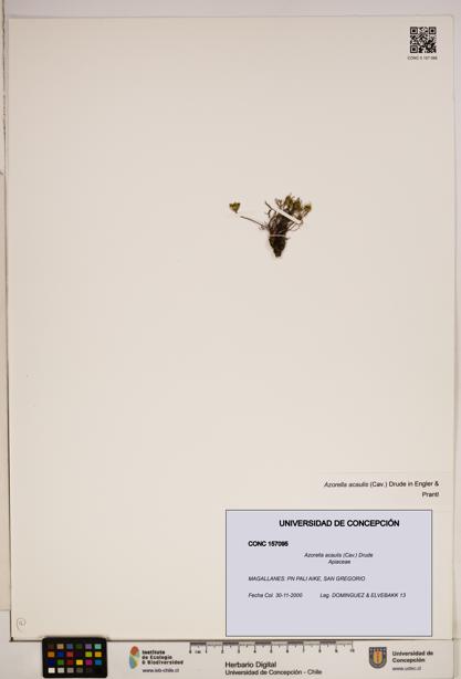 Azorella acaulis [Espécimen: ]