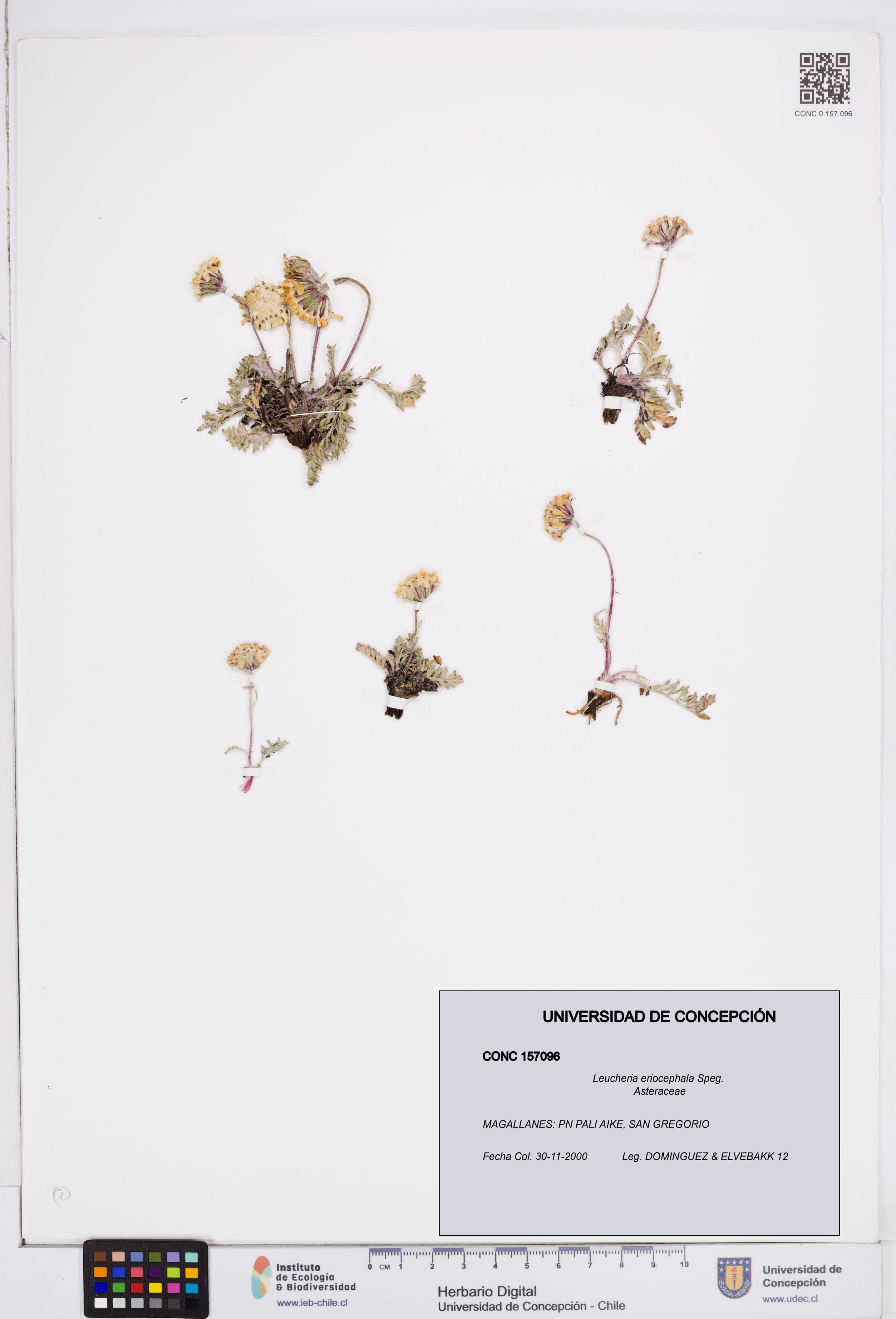 Leucheria eriocephala [Espécimen: ]