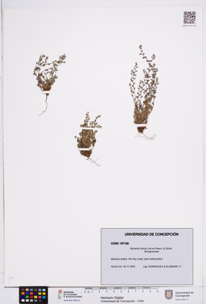Myosotis stricta [Espécimen: ]