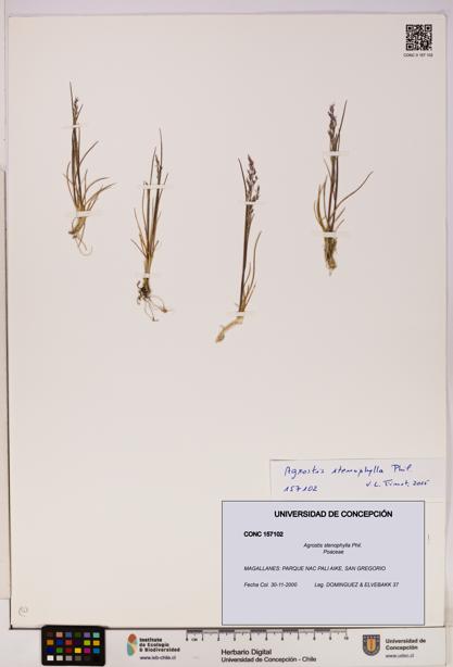 Agrostis stenophylla [Espécimen: UDEC:CONC:0157102]