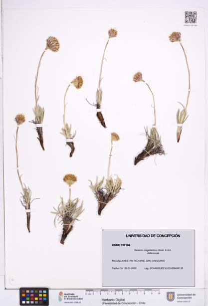 Senecio magellanicus [Espécimen: ]
