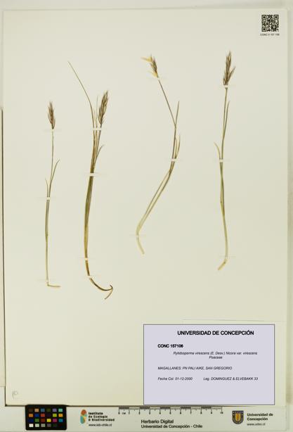Rytidosperma virescens var. virescens [Espécimen: UDEC:CONC:0157106]