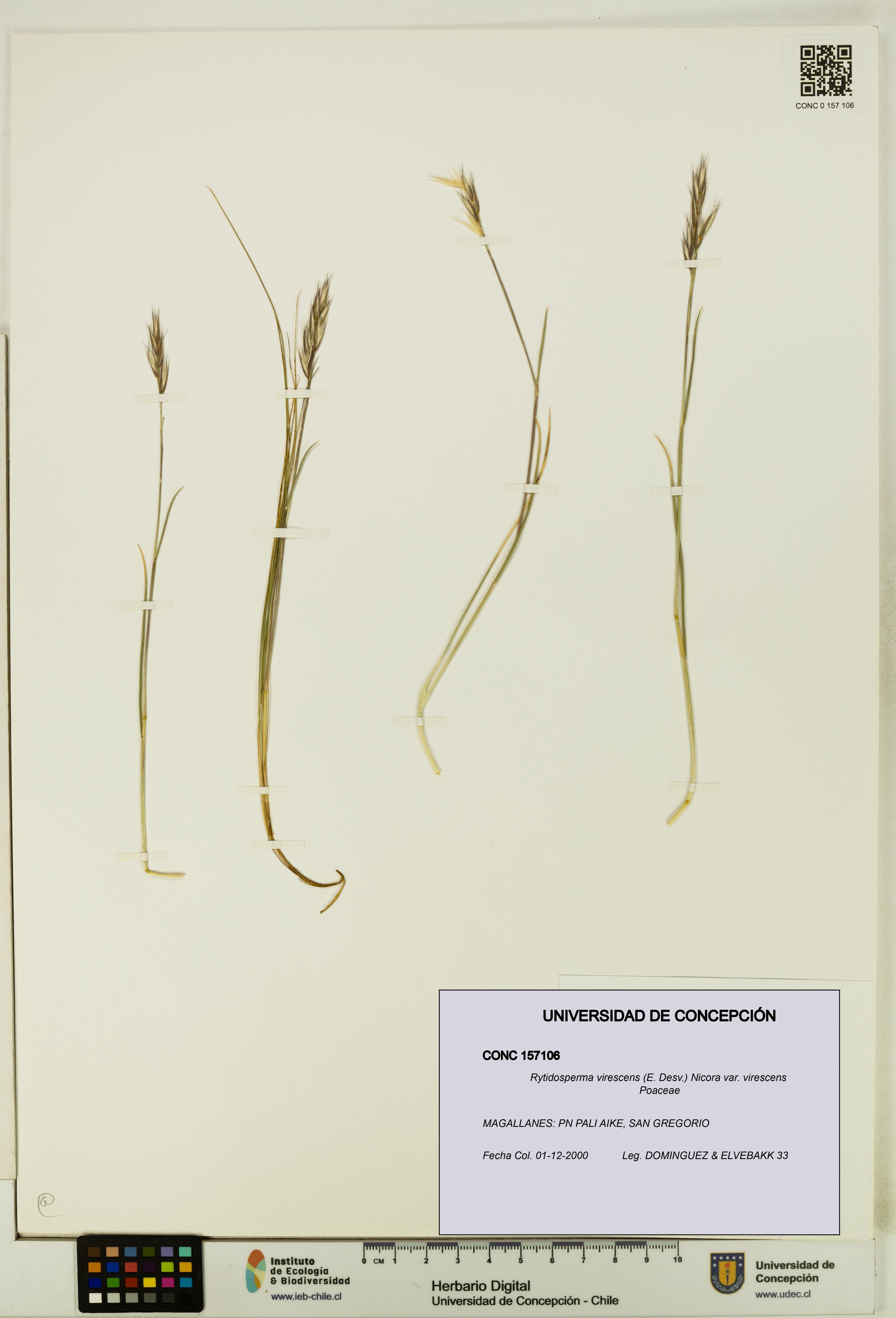 Rytidosperma virescens var. virescens [Espécimen: UDEC:CONC:0157106]