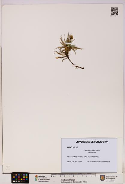Carex macrosolen [Espécimen: UDEC:CONC:0157110]