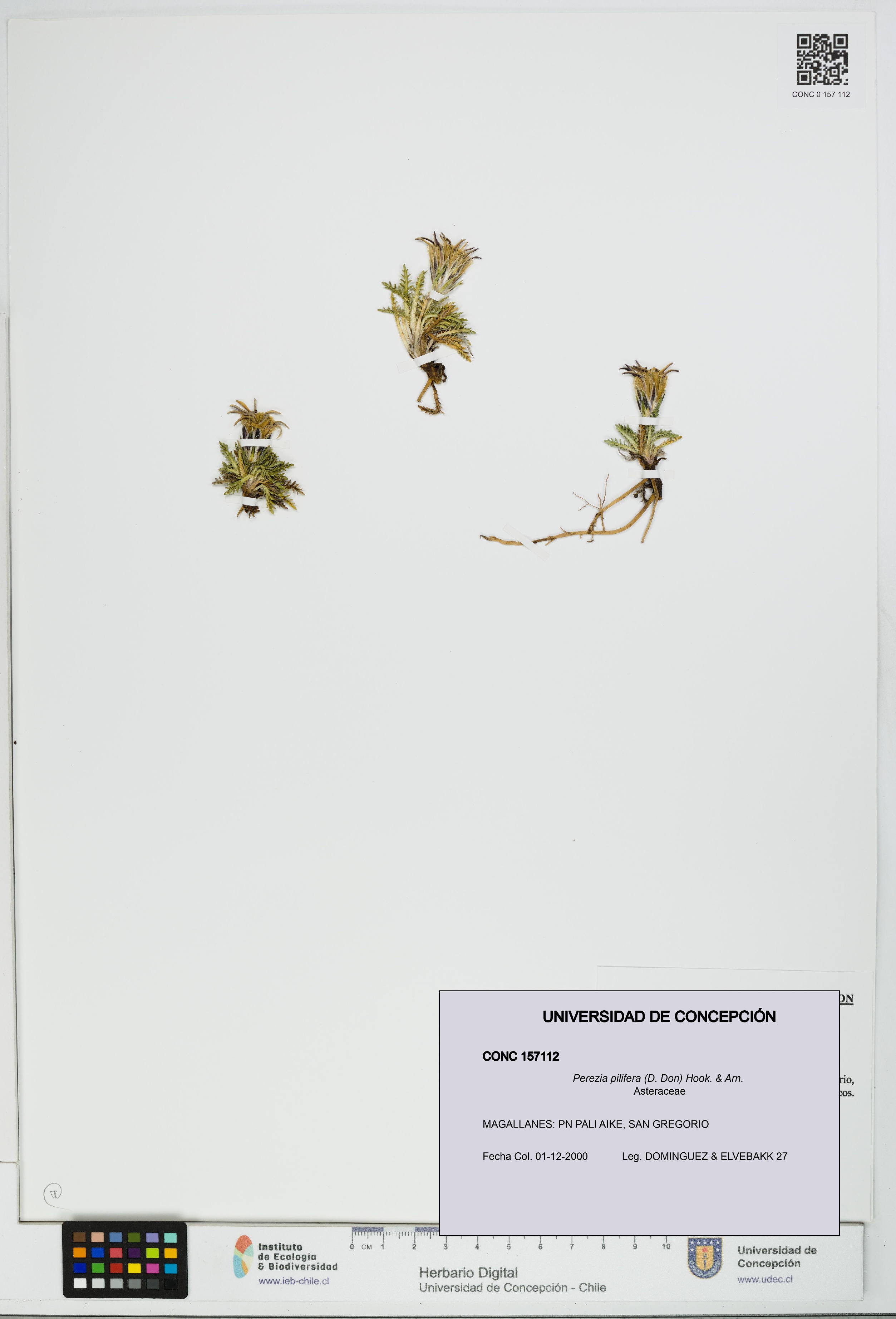Perezia pilifera [Espécimen: UDEC:CONC:0157112]