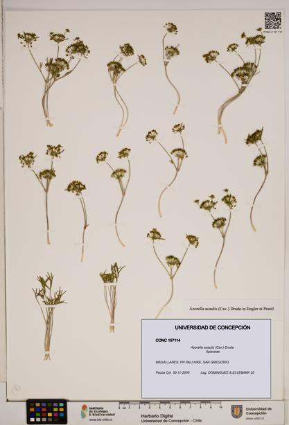 Azorella acaulis [Espécimen: ]