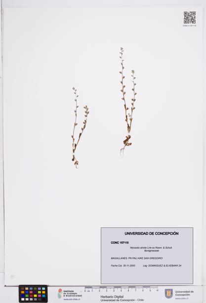 Myosotis stricta [Espécimen: ]