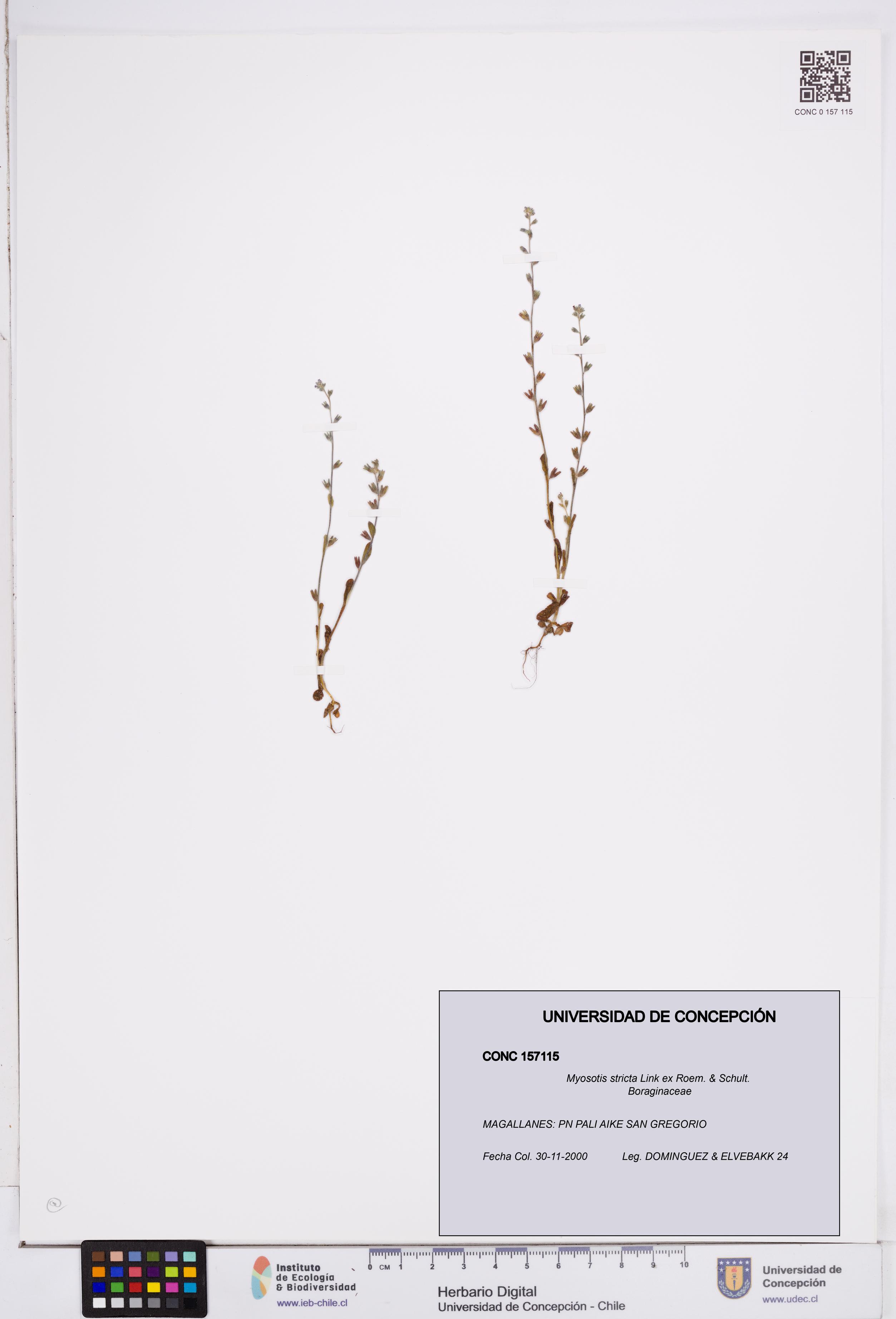 Myosotis stricta [Espécimen: ]