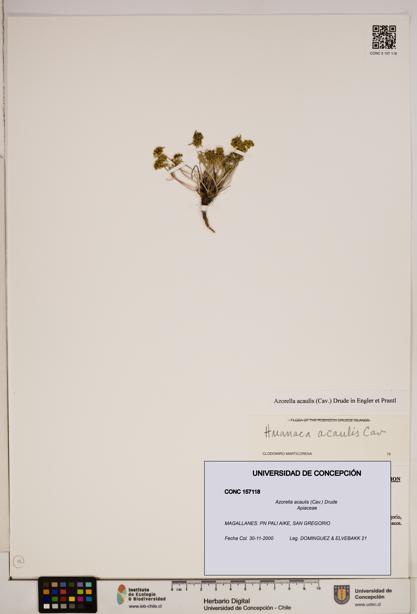 Azorella acaulis [Espécimen: ]