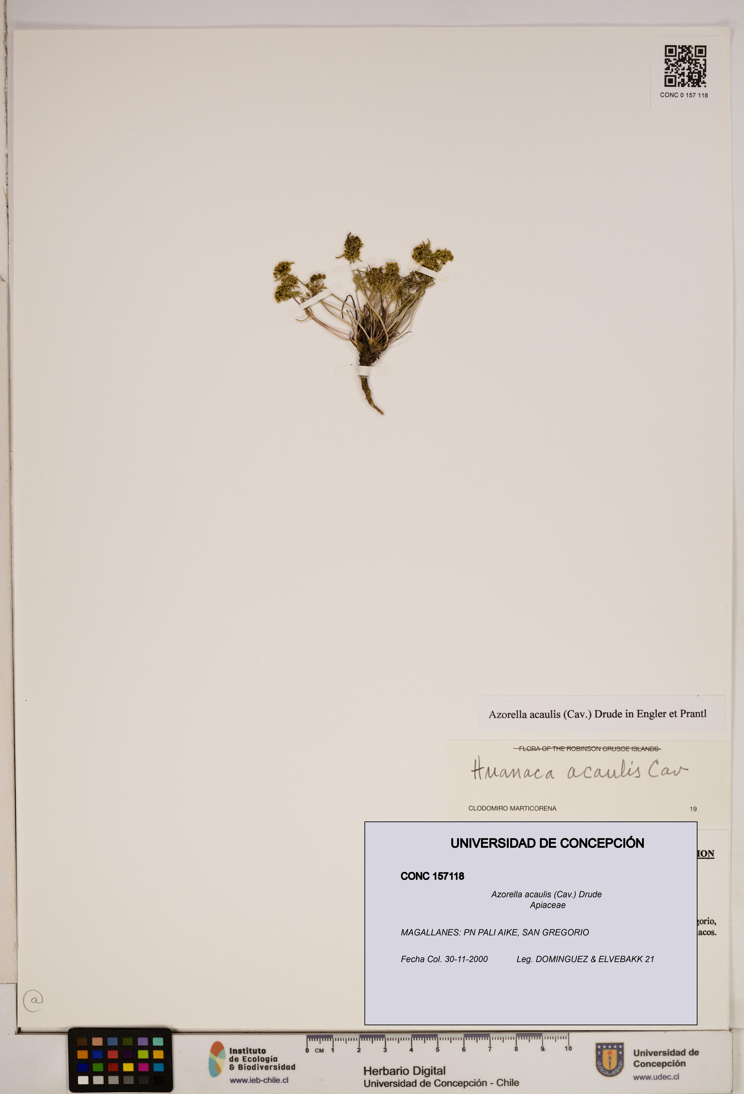 Azorella acaulis [Espécimen: ]