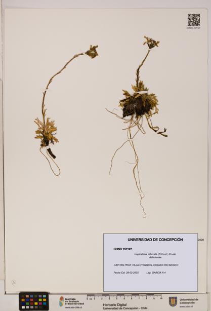 Haplosticha trifurcata [Espécimen: UDEC:CONC:0157127]