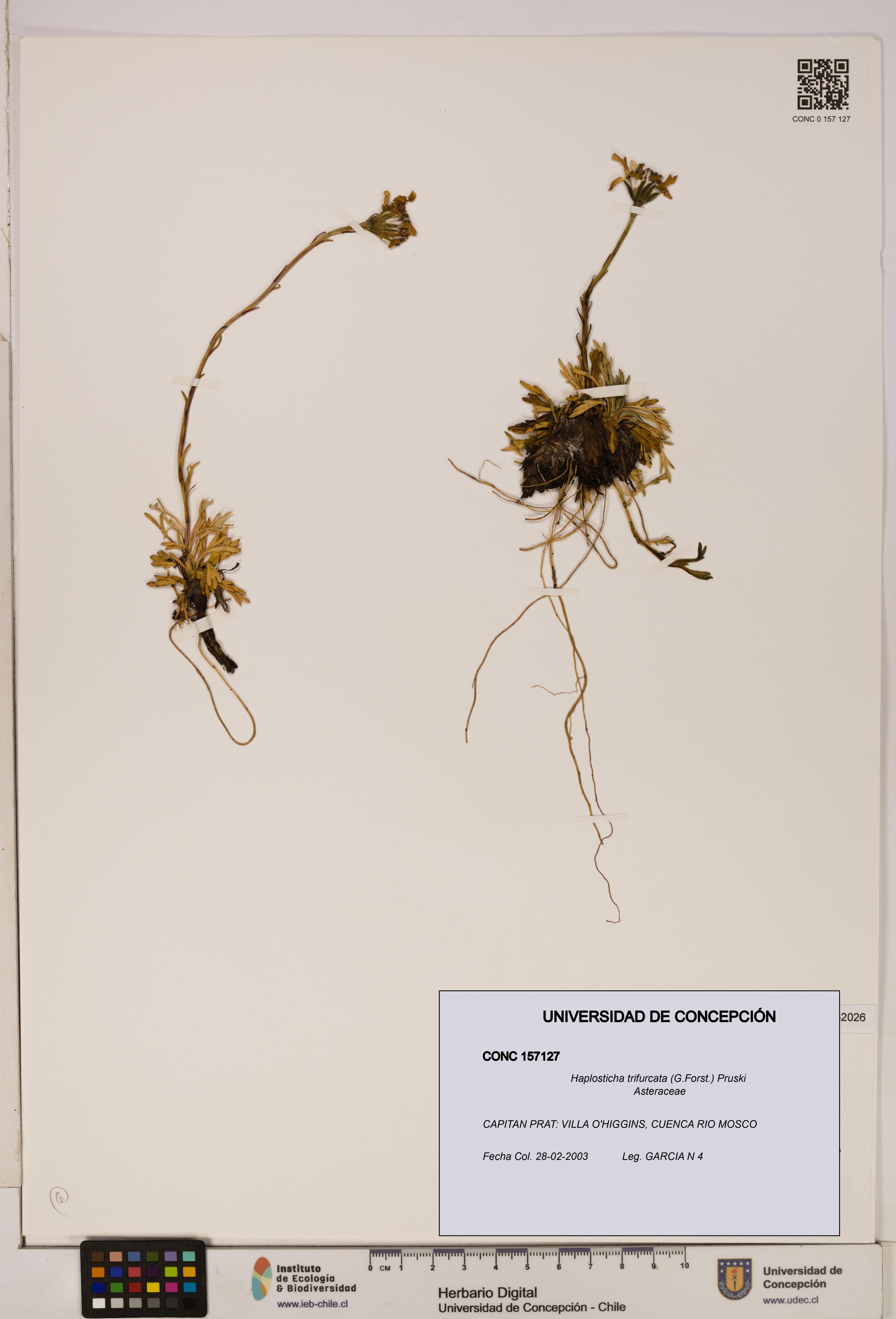 Haplosticha trifurcata [Espécimen: UDEC:CONC:0157127]