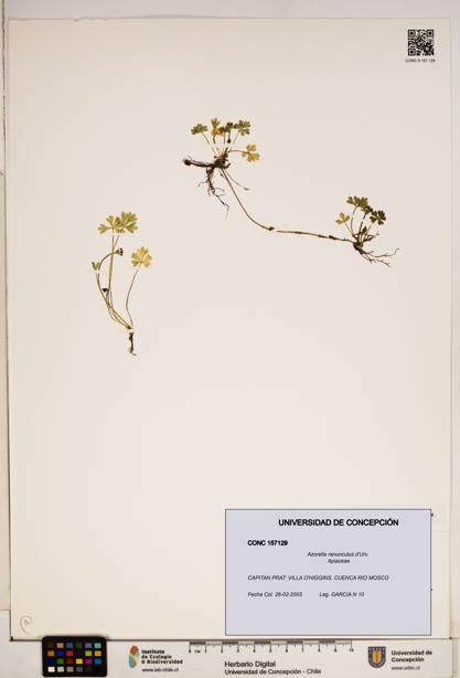 Azorella ranunculus [Espécimen: ]