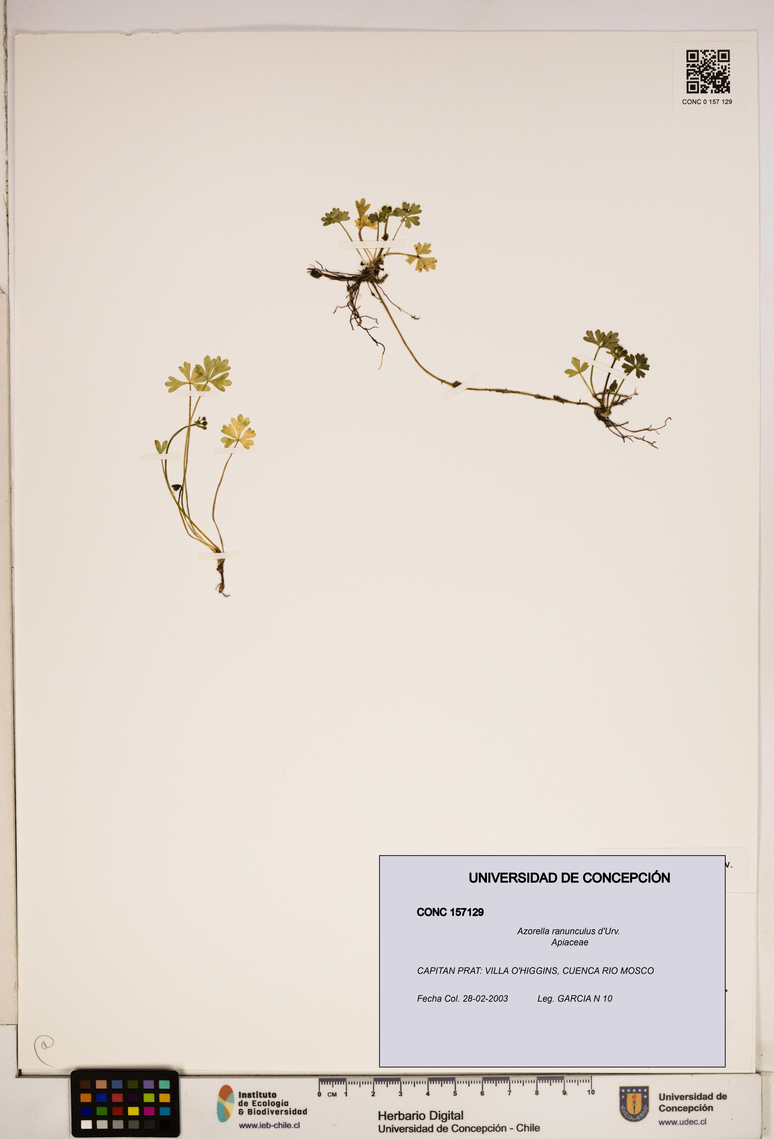 Azorella ranunculus [Espécimen: ]