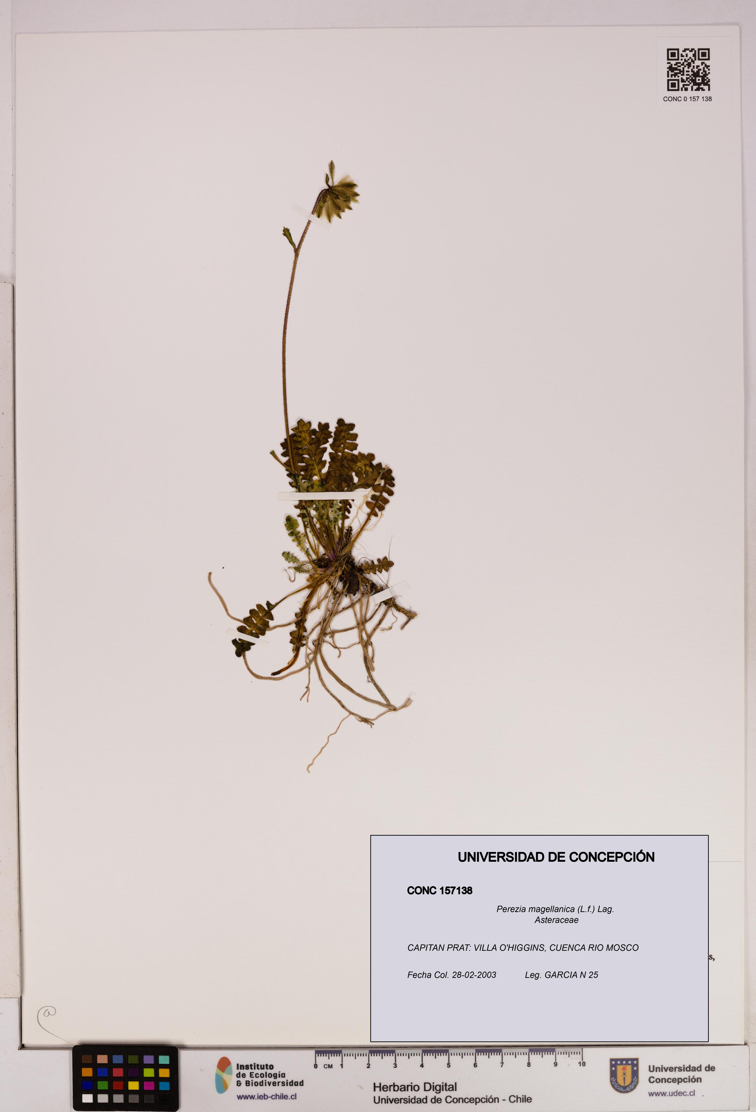 Perezia magellanica [Espécimen: UDEC:CONC:0157138]