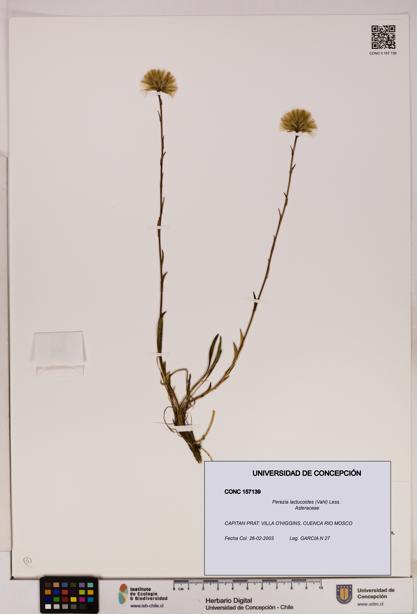 Perezia lactucoides [Espécimen: UDEC:CONC:0157139]