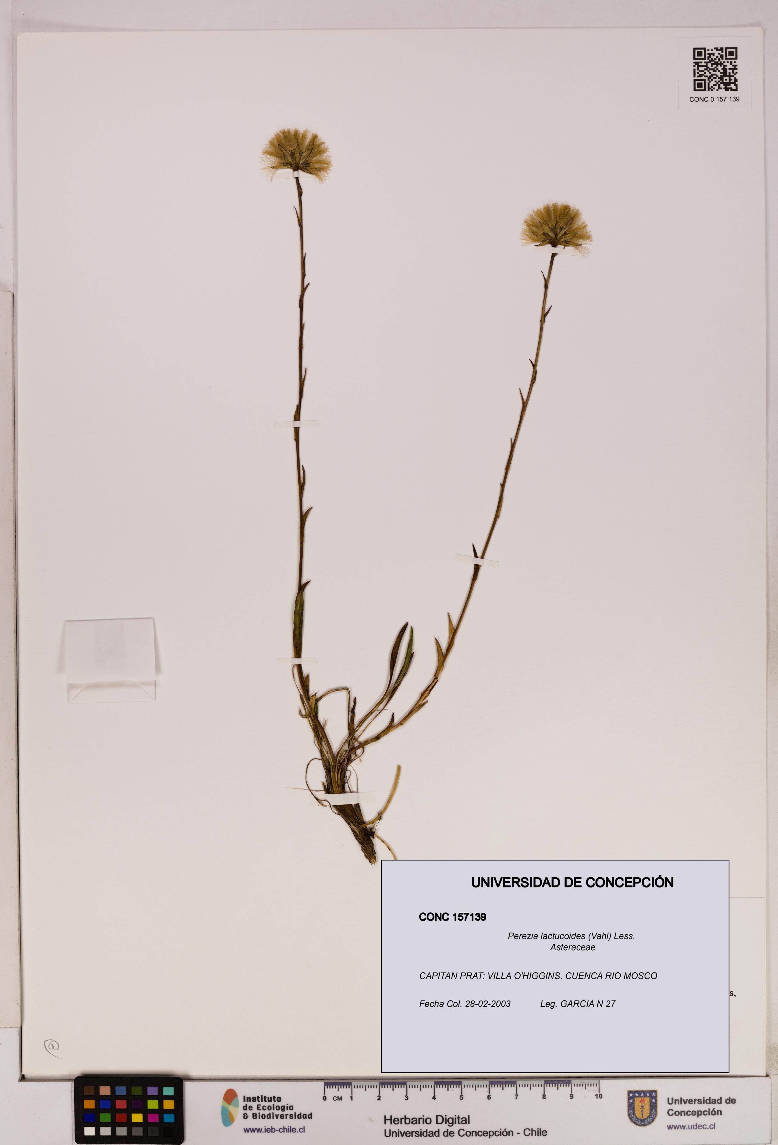 Perezia lactucoides [Espécimen: UDEC:CONC:0157139]