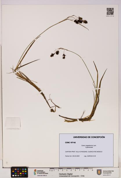 Carex magellanica [Espécimen: UDEC:CONC:0157142]