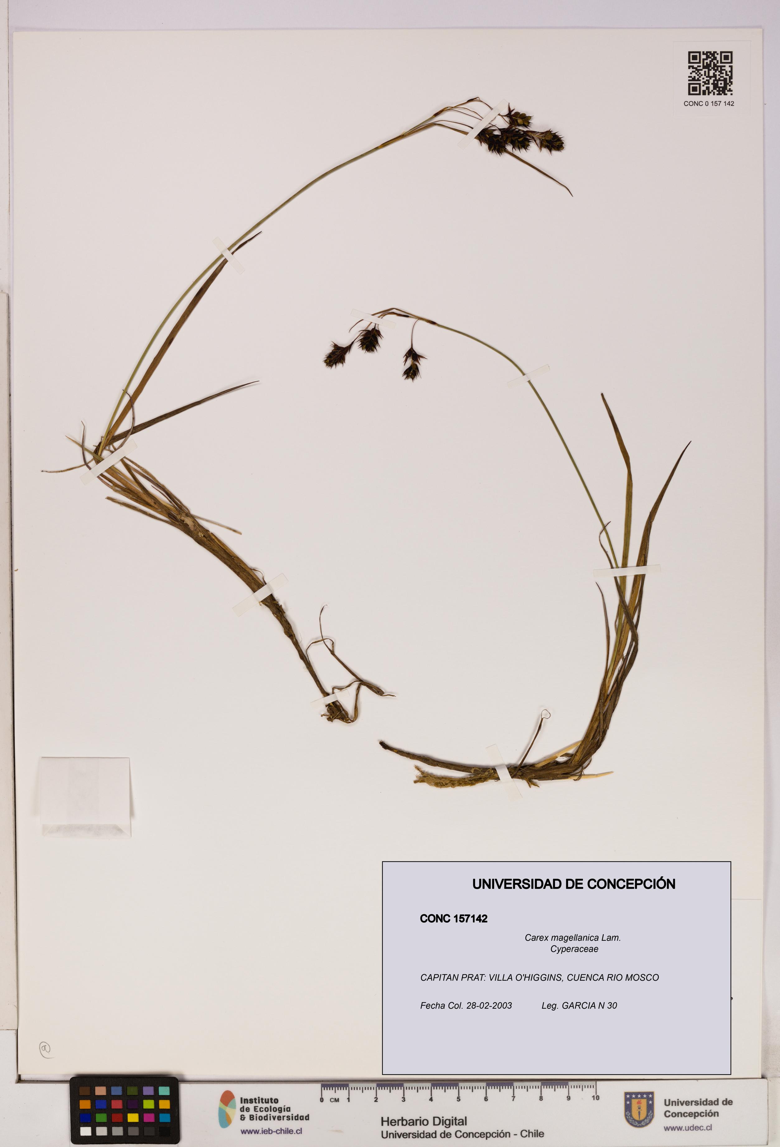 Carex magellanica [Espécimen: UDEC:CONC:0157142]