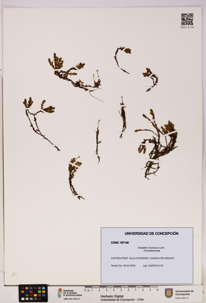 Drapetes muscosus [Espécimen: UDEC:CONC:0157145]