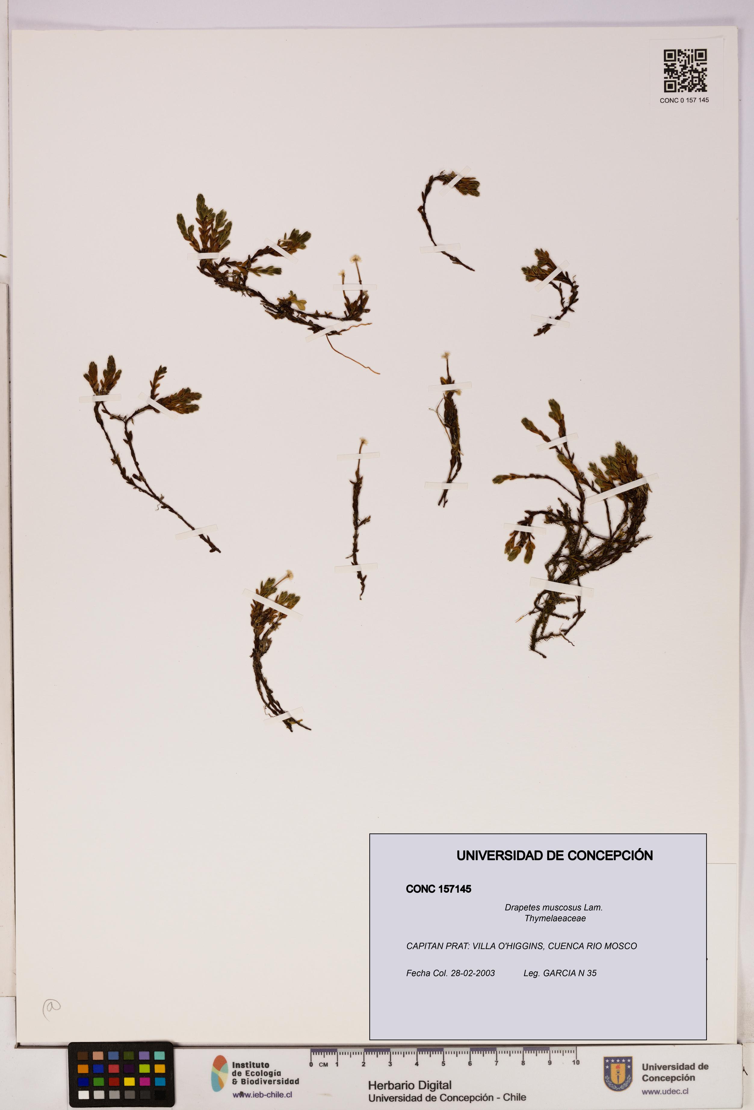 Drapetes muscosus [Espécimen: UDEC:CONC:0157145]