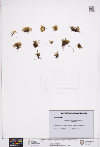 Abrotanella trichoachaenia [Espécimen: ]