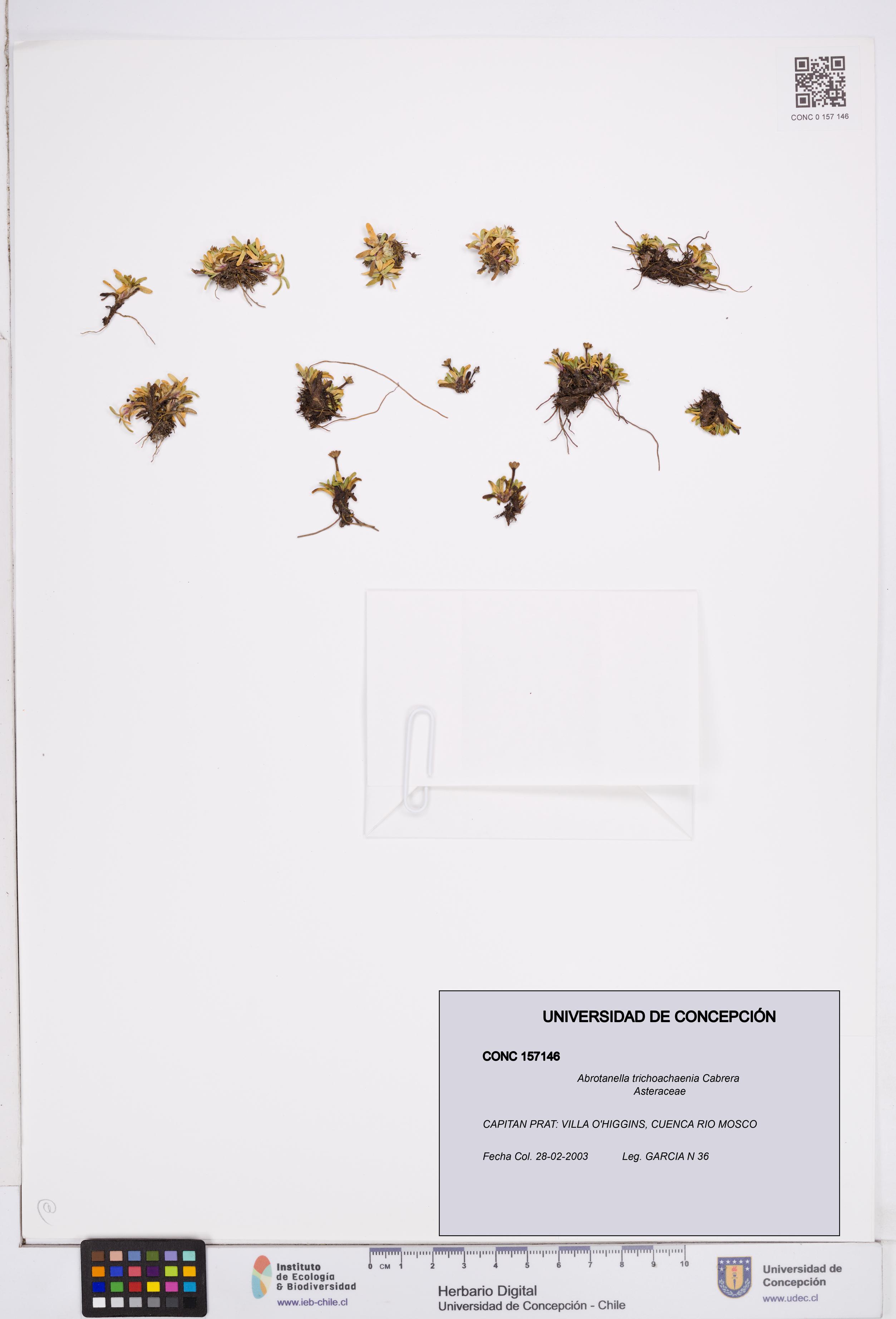 Abrotanella trichoachaenia [Espécimen: ]
