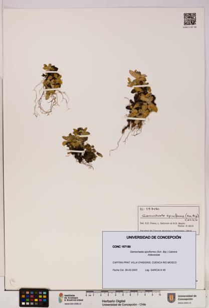 Gamochaeta spiciformis [Espécimen: UDEC:CONC:0157150]