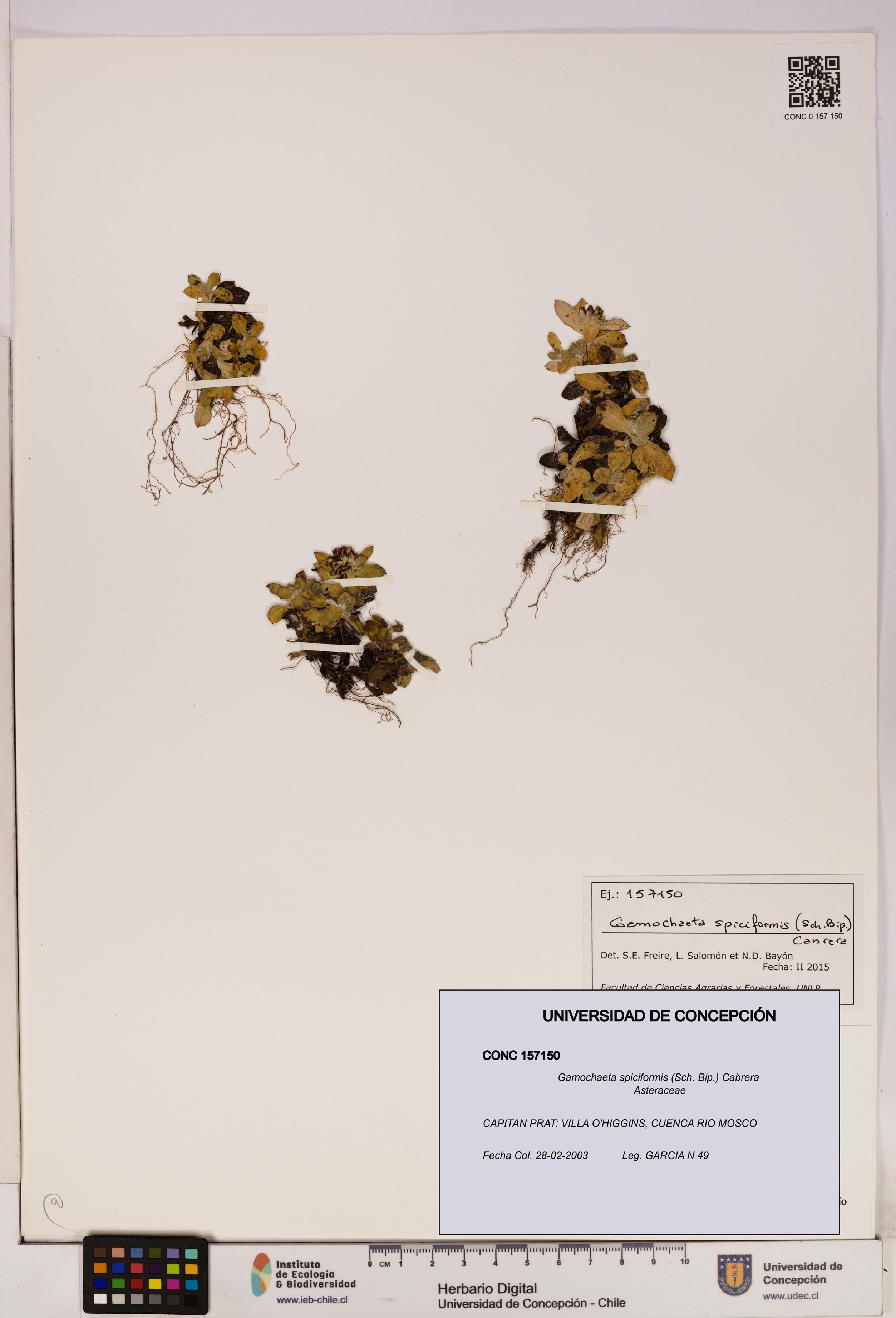 Gamochaeta spiciformis [Espécimen: UDEC:CONC:0157150]