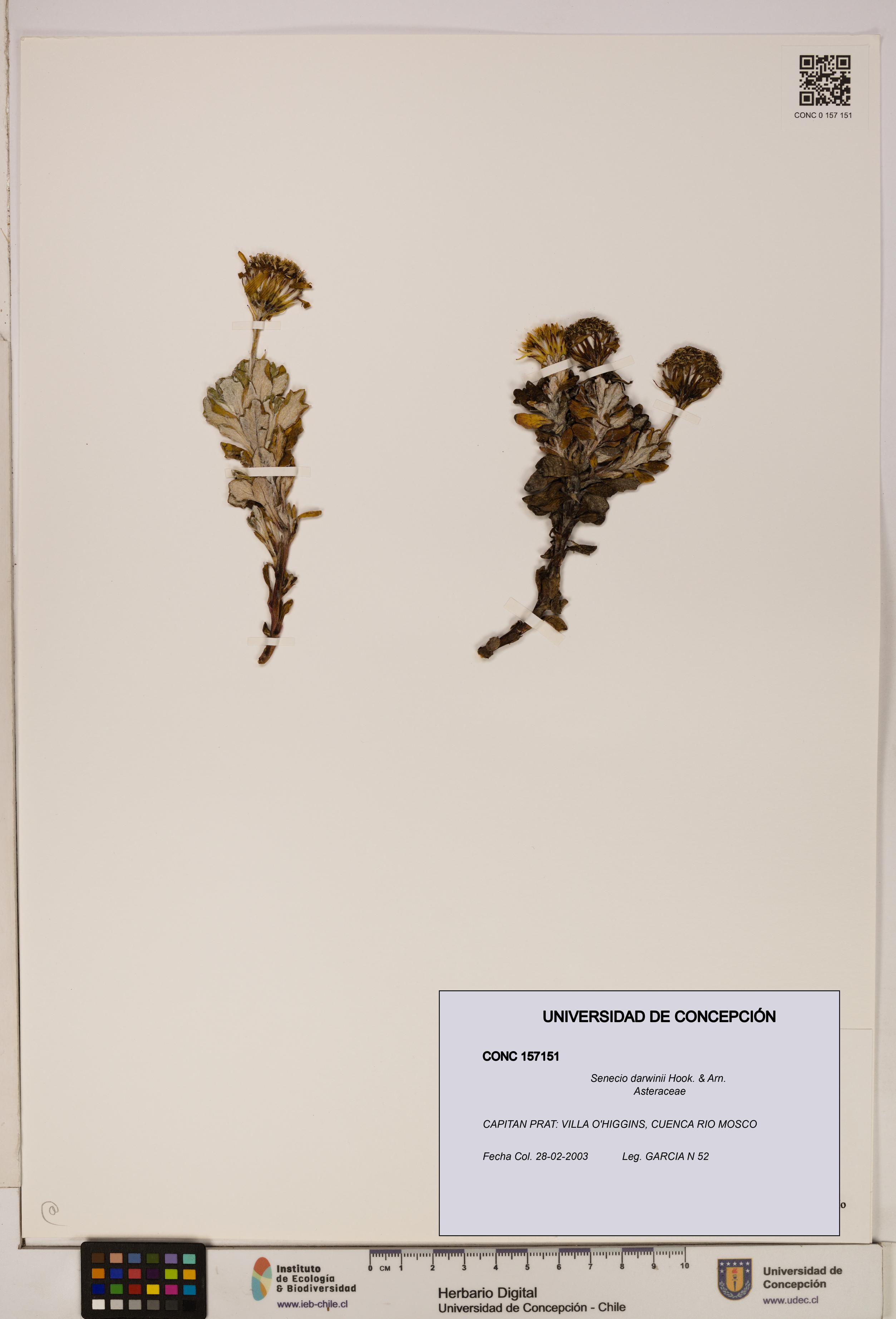 Senecio darwinii [Espécimen: UDEC:CONC:0157151]