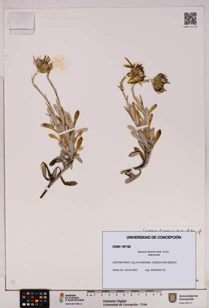 Senecio darwinii [Espécimen: UDEC:CONC:0157152]