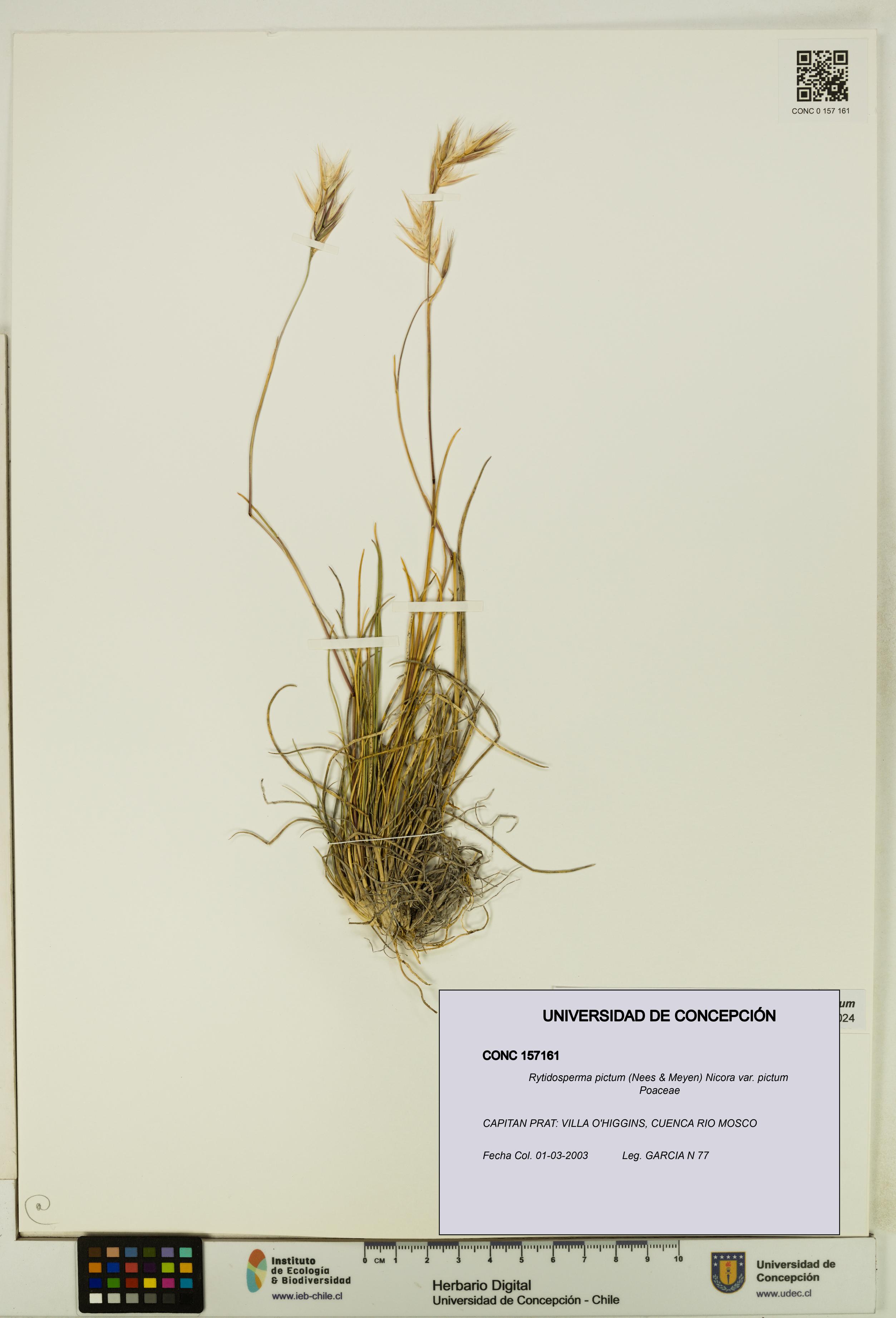 Rytidosperma pictum var. pictum [Espécimen: UDEC:CONC:0157161]
