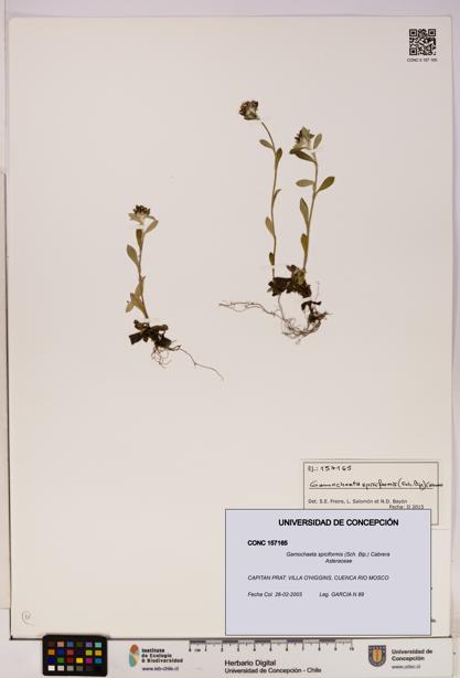 Gamochaeta spiciformis [Espécimen: UDEC:CONC:0157165]