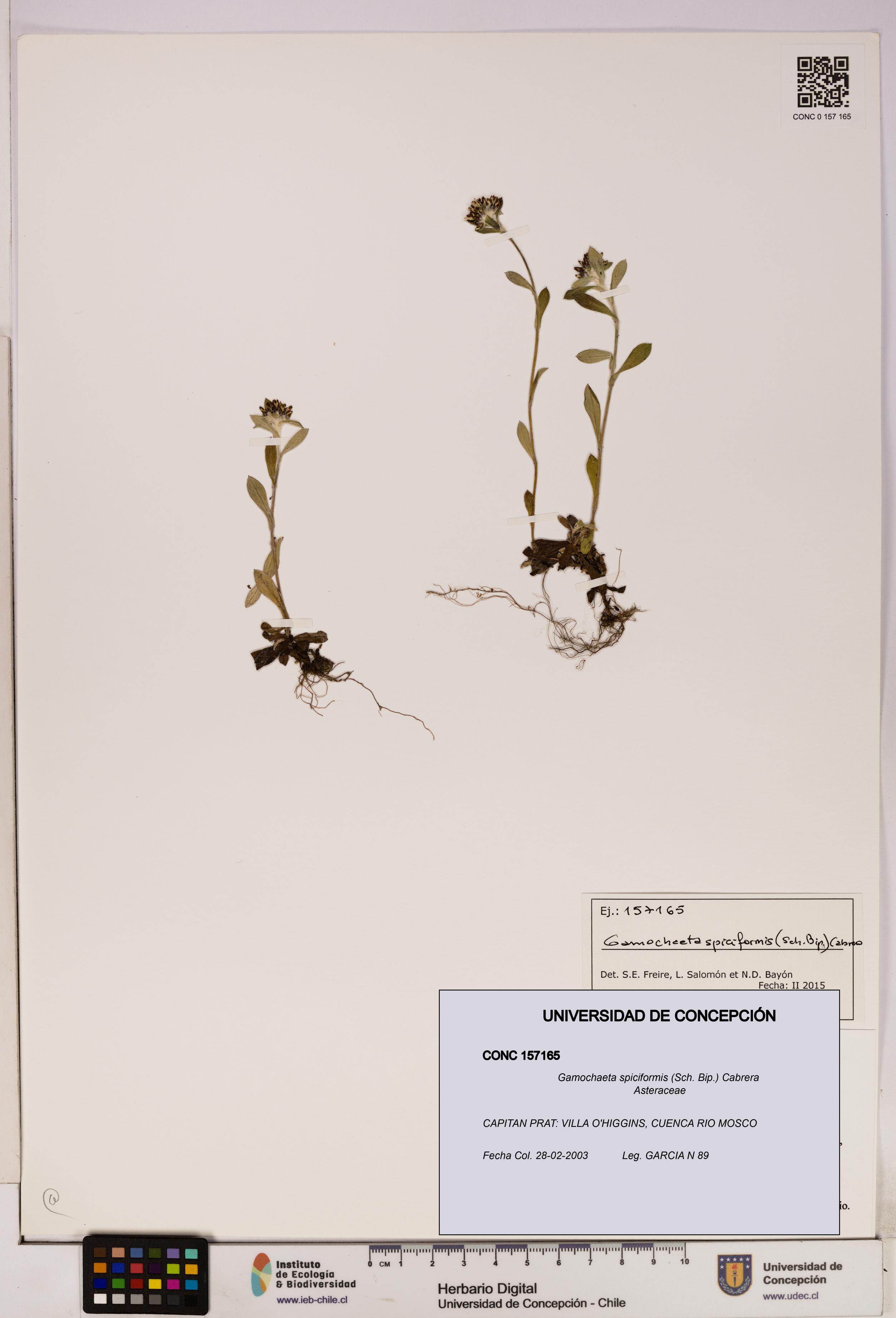 Gamochaeta spiciformis [Espécimen: UDEC:CONC:0157165]