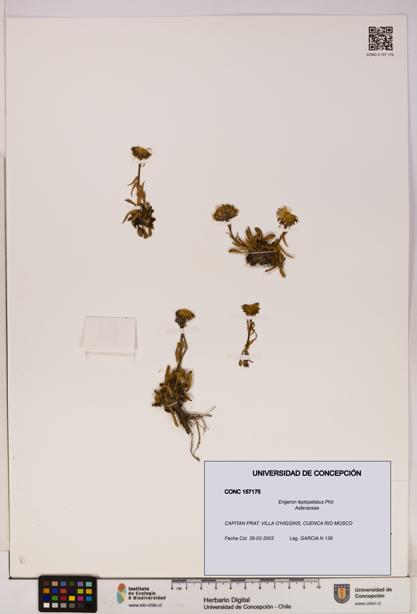 Erigeron leptopetalus [Espécimen: UDEC:CONC:0157175]
