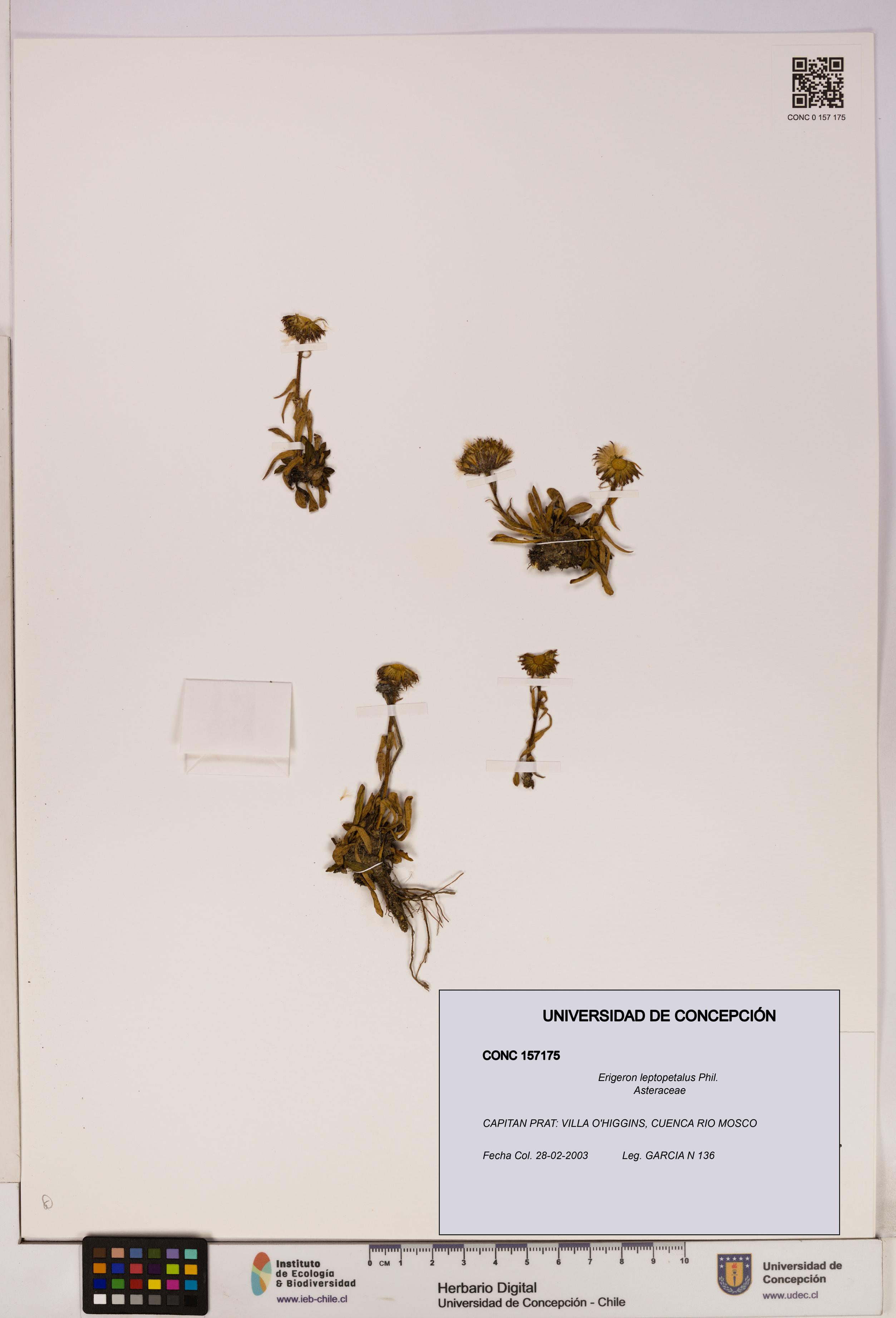Erigeron leptopetalus [Espécimen: UDEC:CONC:0157175]