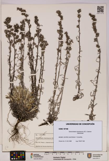 Gamochaeta chamissonis [Espécimen: UDEC:CONC:0157180]