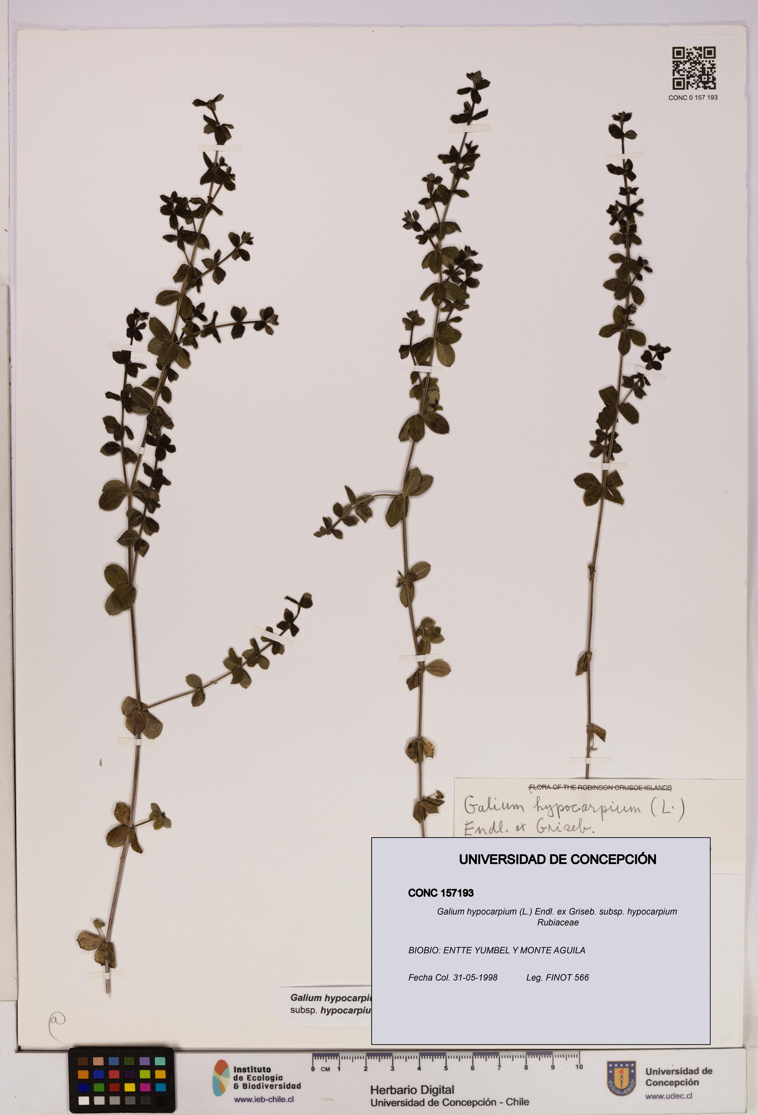 Galium hypocarpium subsp. hypocarpium [Espécimen: UDEC:CONC:0157193]