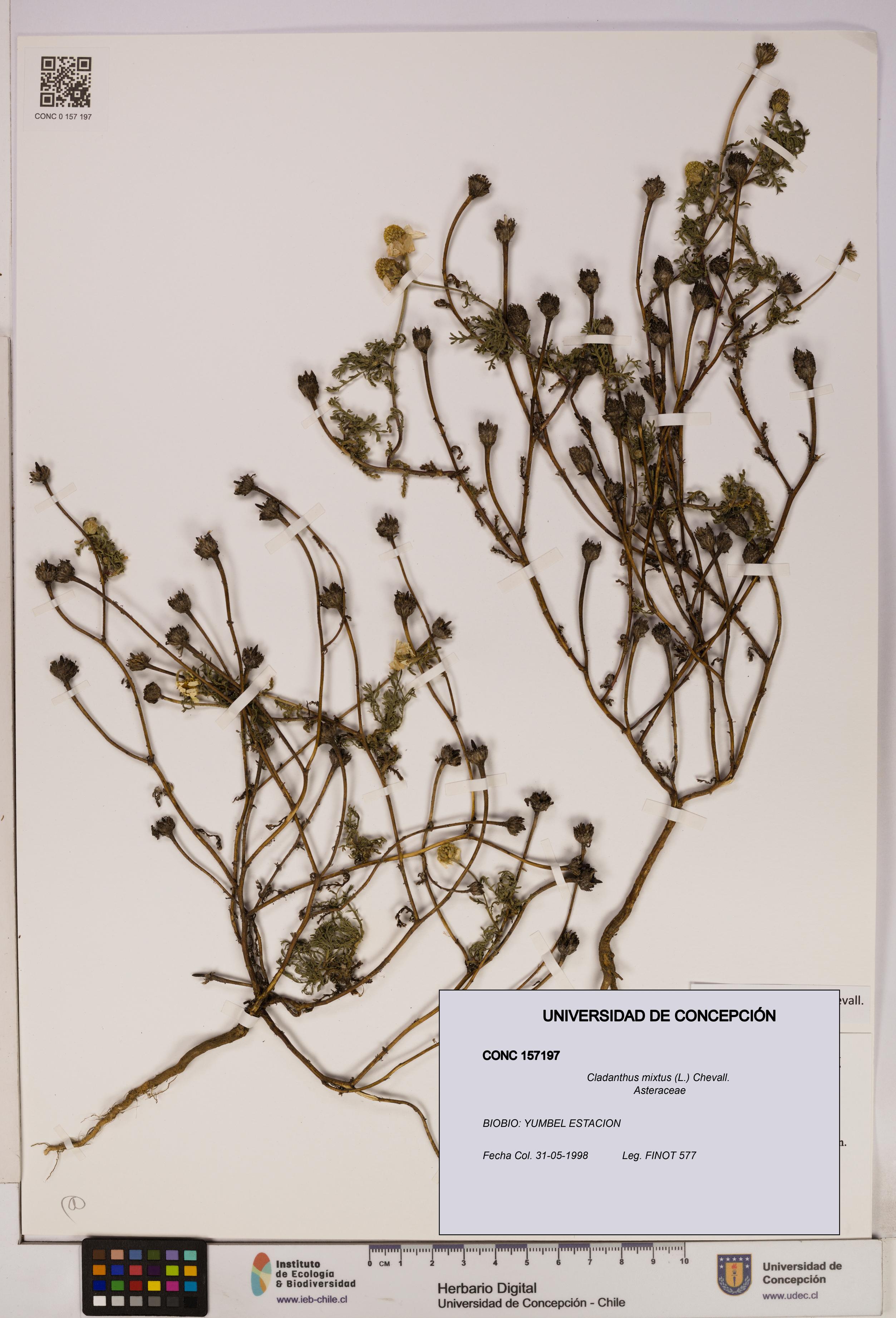 Cladanthus mixtus [Espécimen: UDEC:CONC:0157197]