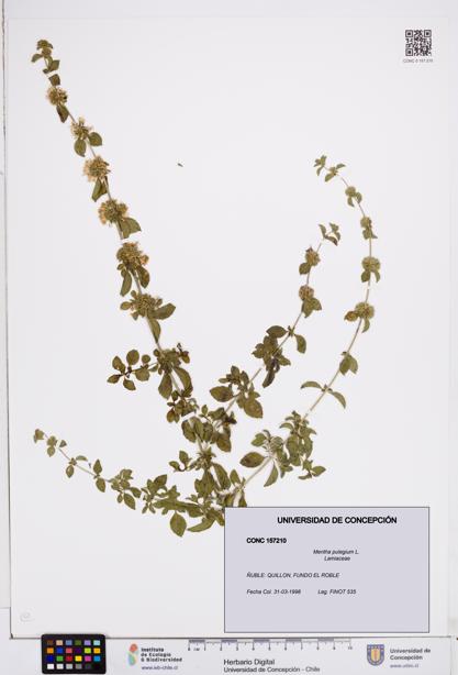 Mentha pulegium [Espécimen: ]