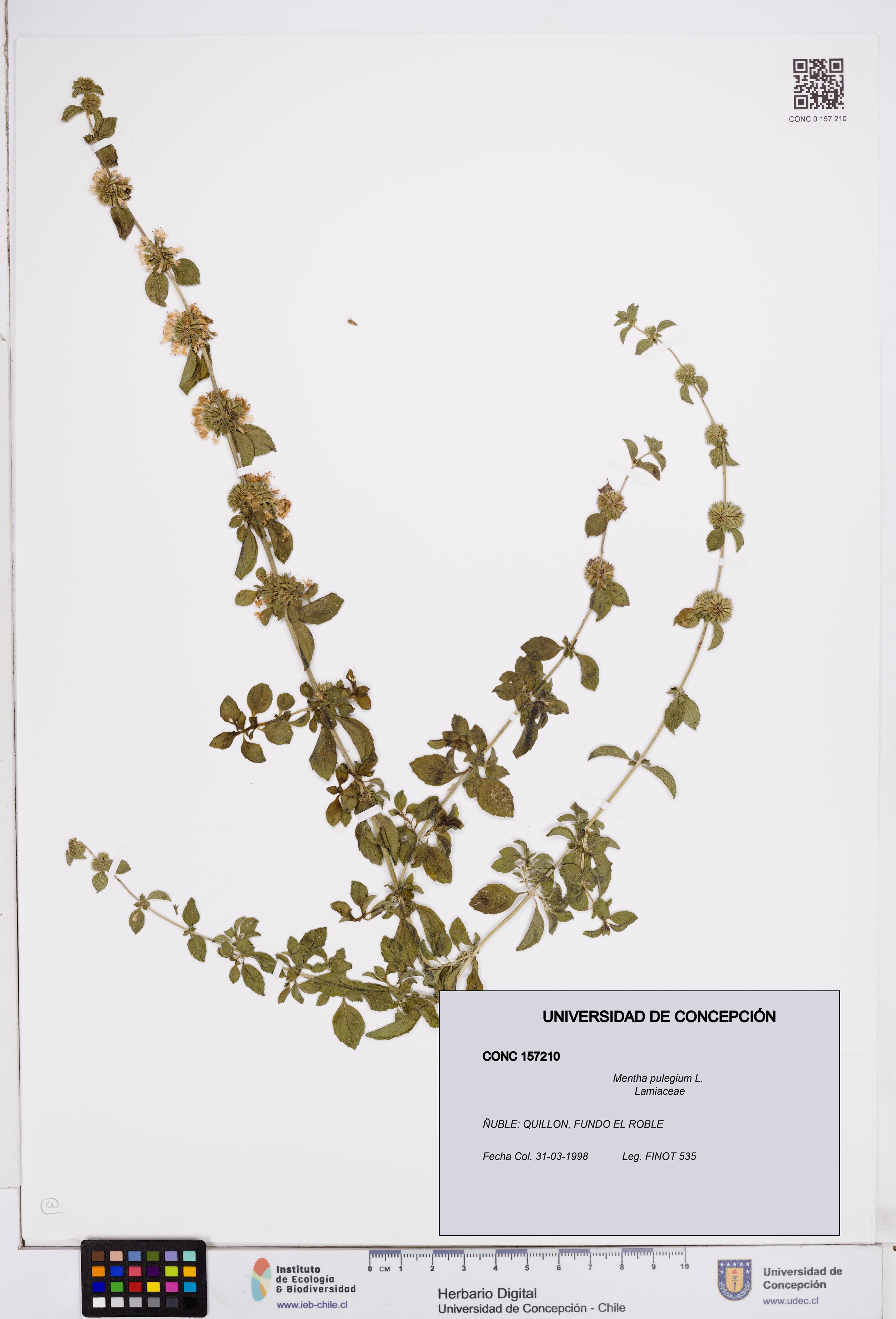 Mentha pulegium [Espécimen: ]
