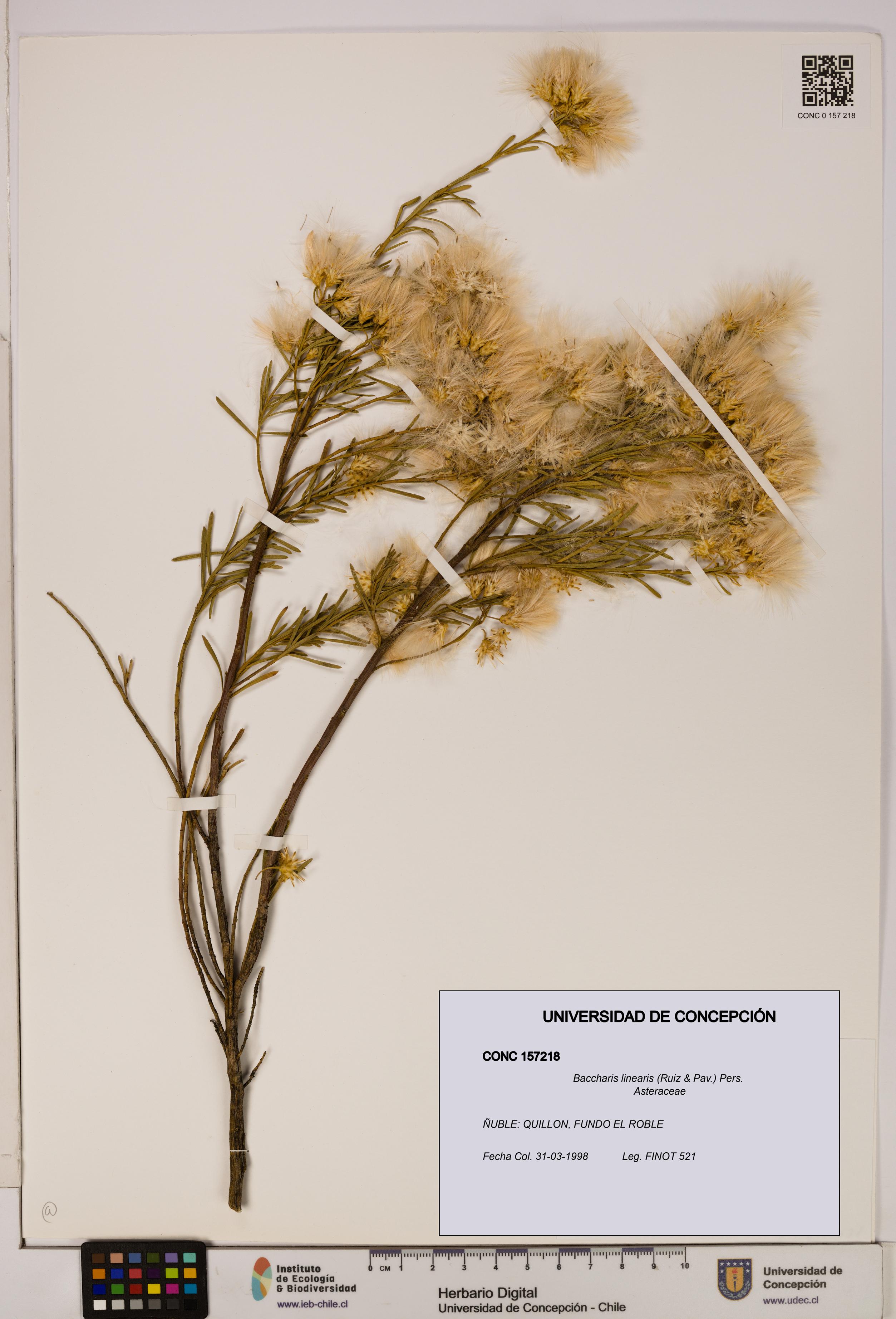 Baccharis linearis [Espécimen: UDEC:CONC:0157218]